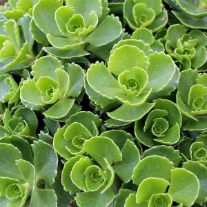 Dam koruğu tohumu summer glory sedum spurium