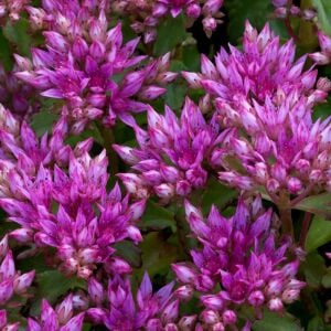 Dam koruğu tohumu summer glory sedum spurium