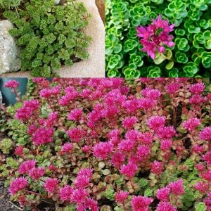 Dam koruğu tohumu summer glory sedum spurium