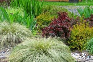 Carex albula tohumu çift renkli yapraklar