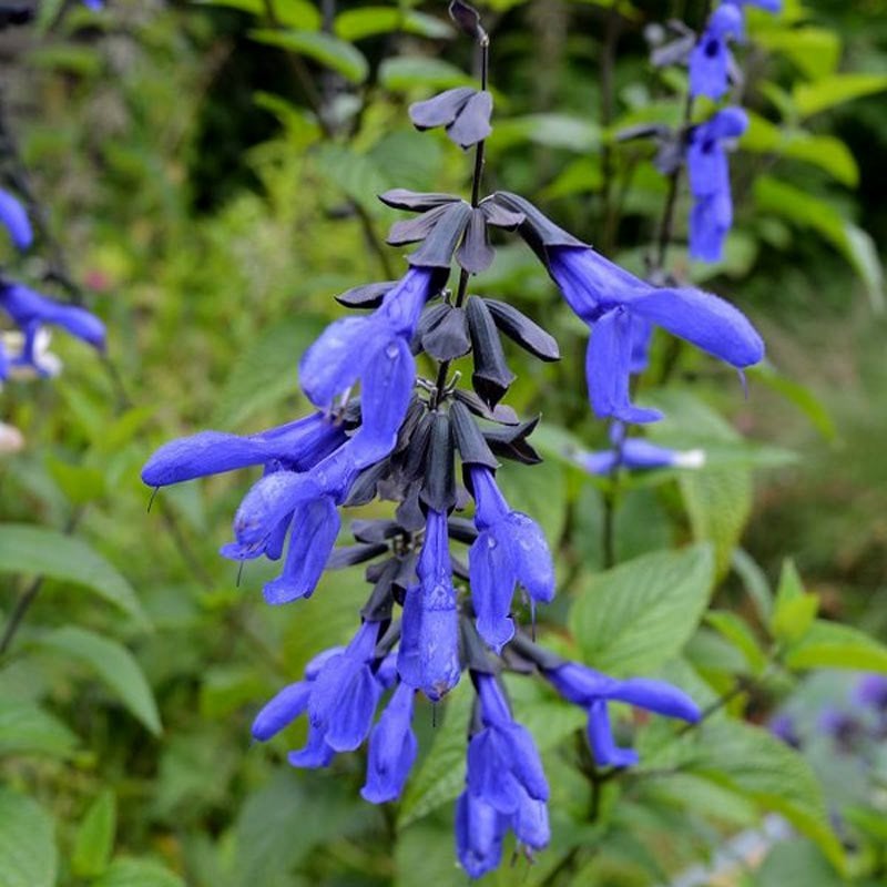 Carines Amazing Blue salvia guaranitica fidesi perenyal süs adaçayı
