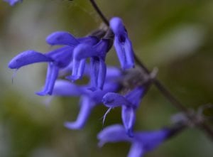 Carines Amazing Blue salvia guaranitica fidesi perenyal süs adaçayı