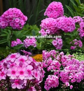 Koyu pembe gözlü floks fidesi kokulu phlox paniculata adessa rose eye