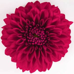 Yıldız çiçeği fidesi dalya dahlia lubega XL burgundy 3 fide