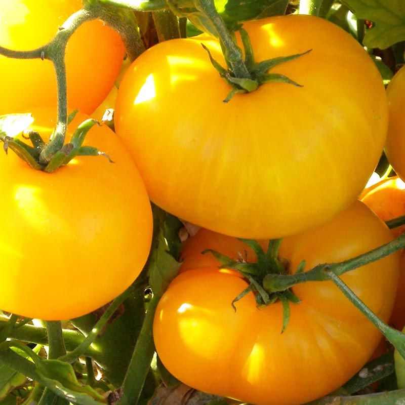 Turuncu azoychka domates tohumu geleneksel tohum