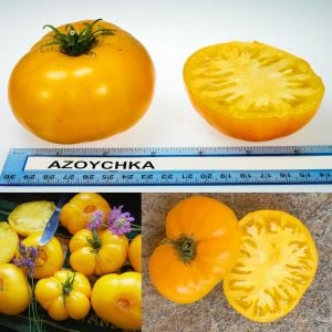 Turuncu azoychka domates tohumu geleneksel tohum