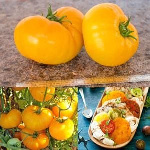 Turuncu azoychka domates tohumu geleneksel tohum