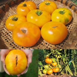 Turuncu azoychka domates tohumu geleneksel tohum