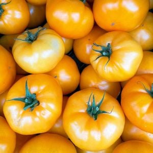 Turuncu azoychka domates tohumu geleneksel tohum