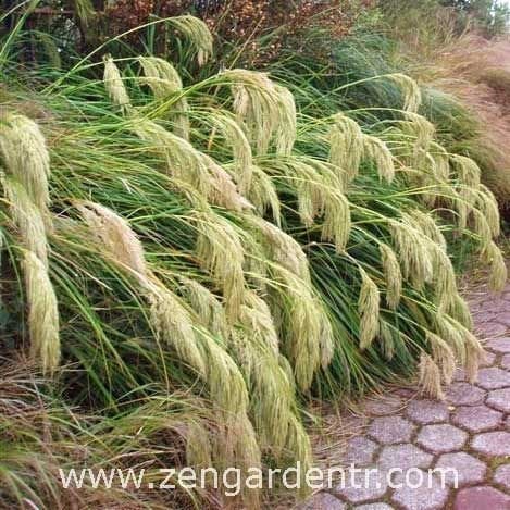 Chionochloa flavescens tohumu snow tussock