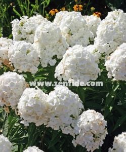 Beyaz floks fidesi kokulu phlox paniculata adessa white