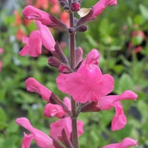 La Siesta salvia x jamensis fidesi perenyal süs adaçayı
