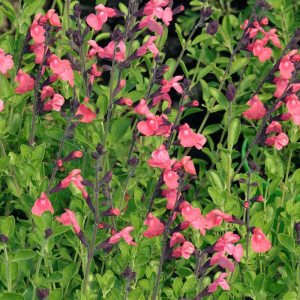 La Siesta salvia x jamensis fidesi perenyal süs adaçayı