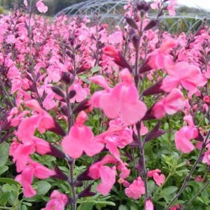 La Siesta salvia x jamensis fidesi perenyal süs adaçayı
