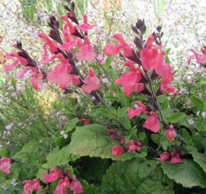 La Siesta salvia x jamensis fidesi perenyal süs adaçayı