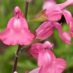 La Siesta salvia x jamensis fidesi perenyal süs adaçayı