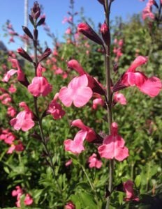 La Siesta salvia x jamensis fidesi perenyal süs adaçayı