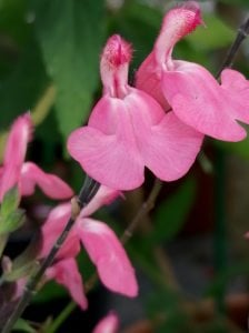 La Siesta salvia x jamensis fidesi perenyal süs adaçayı