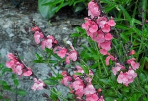 La Siesta salvia x jamensis fidesi perenyal süs adaçayı