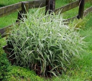 Kanarya kurdele çimi alacalı filaris phalaris arundinacea variegata 7 yada 9 cm saksıda