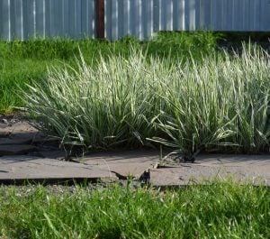 Kanarya kurdele çimi alacalı filaris phalaris arundinacea variegata 7 yada 9 cm saksıda