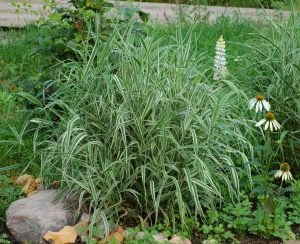 Kanarya kurdele çimi alacalı filaris phalaris arundinacea variegata 7 yada 9 cm saksıda