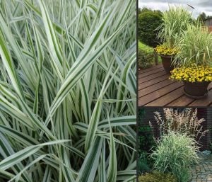 Kanarya kurdele çimi alacalı filaris phalaris arundinacea variegata 7 yada 9 cm saksıda