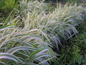 Kanarya kurdele çimi alacalı filaris phalaris arundinacea variegata 7 yada 9 cm saksıda