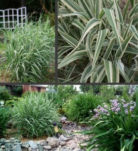 Kanarya kurdele çimi alacalı filaris phalaris arundinacea variegata 7 yada 9 cm saksıda