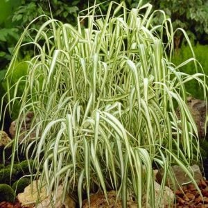 Kanarya kurdele çimi alacalı filaris phalaris arundinacea variegata 7 yada 9 cm saksıda