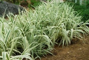 Kanarya kurdele çimi alacalı filaris phalaris arundinacea variegata 7 yada 9 cm saksıda
