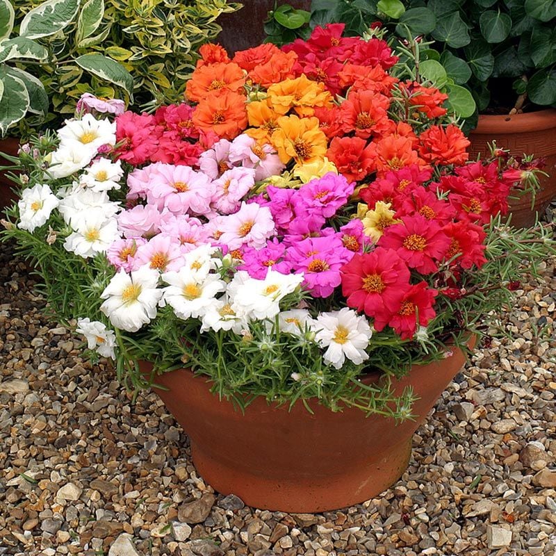 Katlı ipek çiçeği tohumu portulaca stopwatch