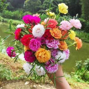 Katlı ipek çiçeği tohumu portulaca stopwatch