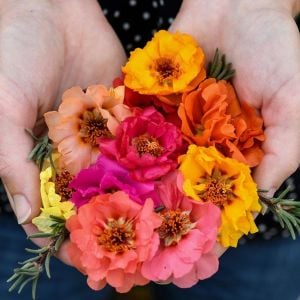 Katlı ipek çiçeği tohumu portulaca stopwatch