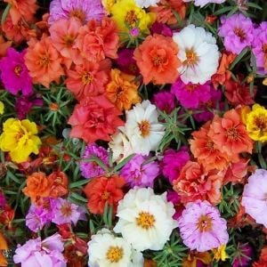 Katlı ipek çiçeği tohumu portulaca stopwatch