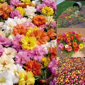 Katlı ipek çiçeği tohumu portulaca stopwatch
