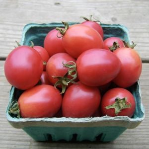 Pembe yumurta domates tohumu thai pink egg geleneksel tohum