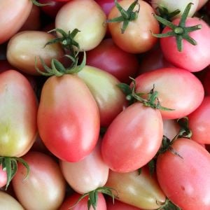 Pembe yumurta domates tohumu thai pink egg geleneksel tohum