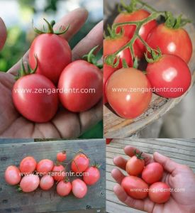 Pembe yumurta domates tohumu thai pink egg geleneksel tohum