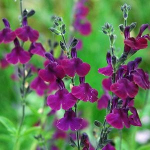 Nachtvlinder salvia x jamensis fidesi perenyal süs adaçayı