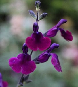 Nachtvlinder salvia x jamensis fidesi perenyal süs adaçayı