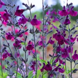 Nachtvlinder salvia x jamensis fidesi perenyal süs adaçayı