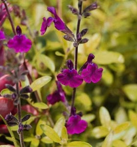Nachtvlinder salvia x jamensis fidesi perenyal süs adaçayı