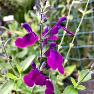 Nachtvlinder salvia x jamensis fidesi perenyal süs adaçayı