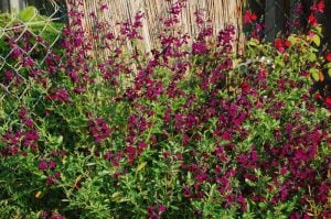 Nachtvlinder salvia x jamensis fidesi perenyal süs adaçayı