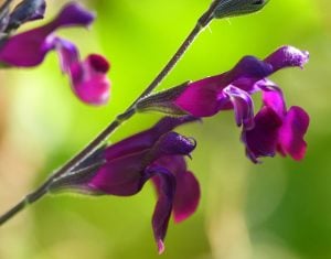 Nachtvlinder salvia x jamensis fidesi perenyal süs adaçayı