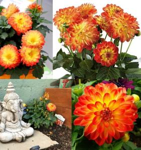 Yıldız çiçeği fidesi dalya dahlia XL lubega power yellow orange 3 fide