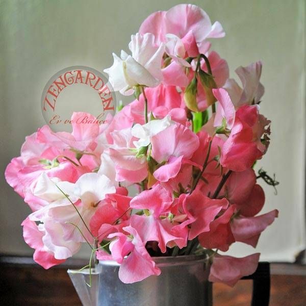Pembe tonları sweetpea tohumu kokulu tatlı bezelye sarmaşık lathyrus odoratus