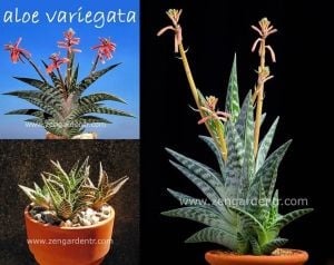 Aloe variegata tohumu sukkulent tohum karışımı