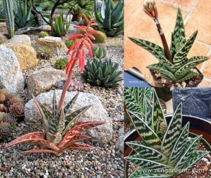 Aloe variegata tohumu sukkulent tohum karışımı